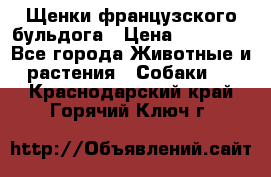 Щенки французского бульдога › Цена ­ 30 000 - Все города Животные и растения » Собаки   . Краснодарский край,Горячий Ключ г.